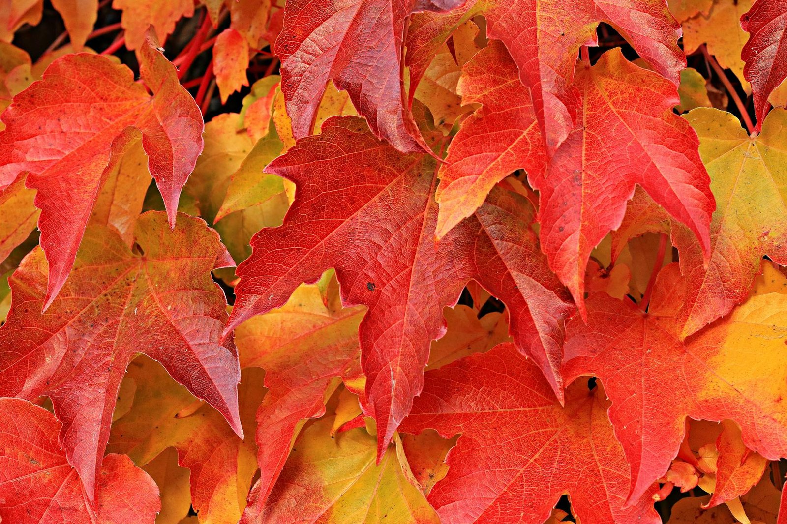 best-countries-to-visit-in-autumn-2-canada