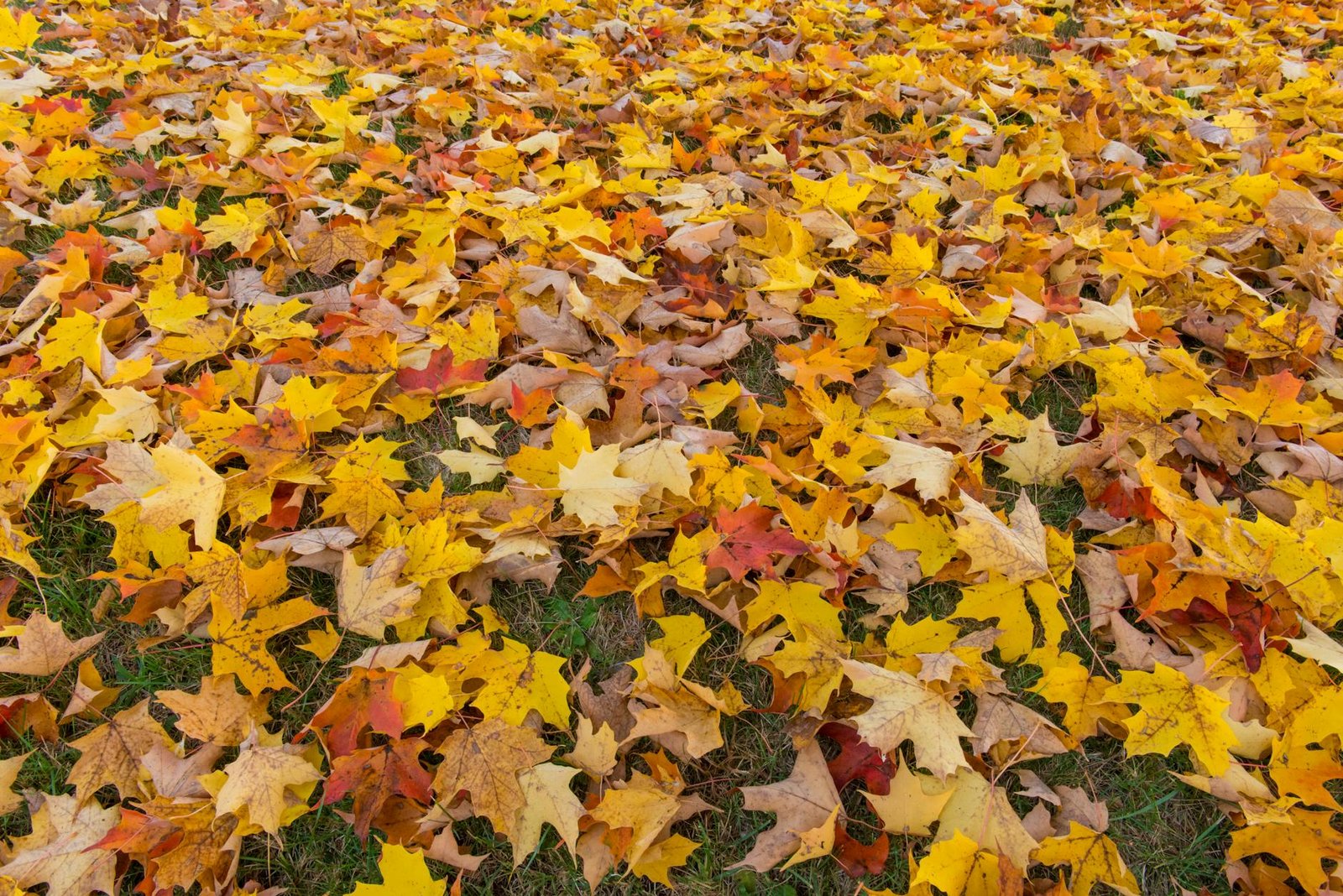 best-countries-to-visit-in-autumn-8-united-states